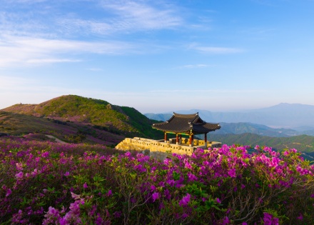 Azaleas and morning scenery of Hwangmae Mountain