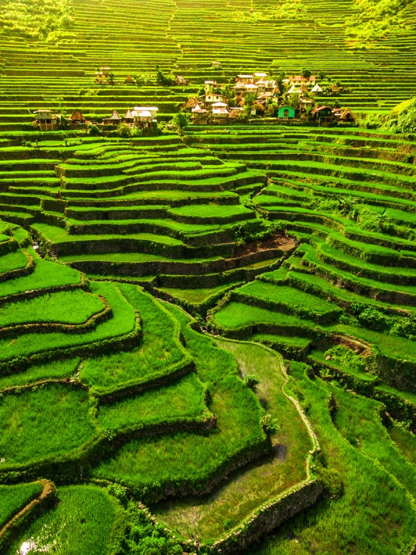 Rice Fields