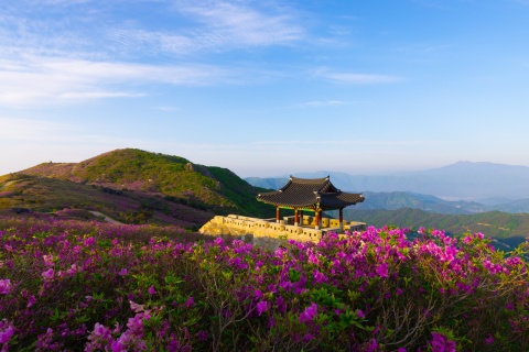 Azaleas and morning scenery of Hwangmae Mountain